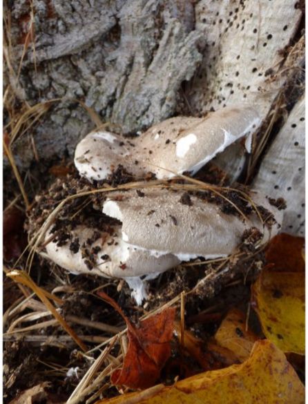 Mature fruit bodies on box elder in Basildon, UK.